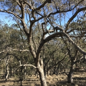 Eucalyptus bridgesiana at QPRC LGA - 24 Jun 2018