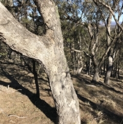 Eucalyptus bridgesiana at QPRC LGA - 24 Jun 2018