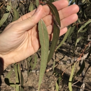 Eucalyptus bridgesiana at QPRC LGA - 24 Jun 2018