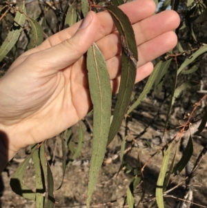 Eucalyptus bridgesiana at Bungendore, NSW - 24 Jun 2018