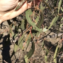 Eucalyptus bridgesiana at QPRC LGA - 24 Jun 2018