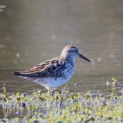 Calidris acuminata (Sharp-tailed Sandpiper) at Milton, NSW - 8 Sep 2015 by Charles Dove