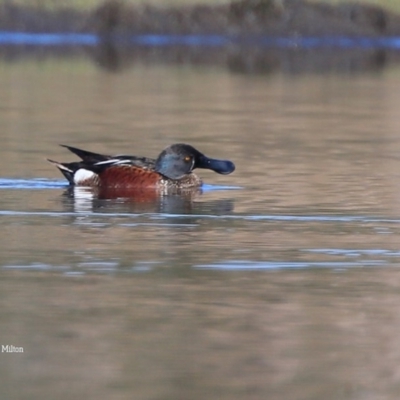 Spatula rhynchotis (Australasian Shoveler) at Milton, NSW - 8 Sep 2015 by Charles Dove