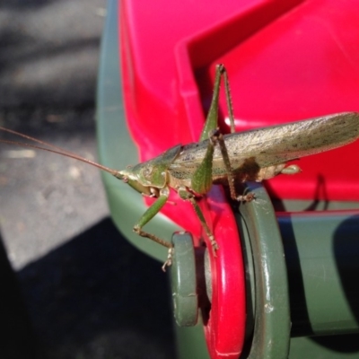 Pseudorhynchus mimeticus (Snout nose katydid) at Undefined - 21 Feb 2017 by Nivlek