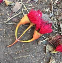 Eucalyptus leucoxylon at Turner, ACT - 24 Jun 2018