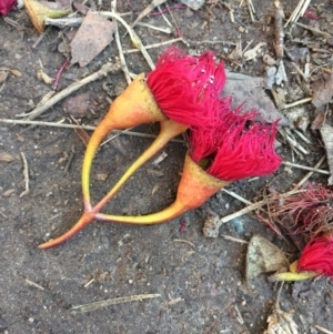 Eucalyptus leucoxylon at Turner, ACT - 24 Jun 2018