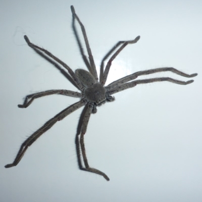 Isopeda sp. (genus) (Huntsman Spider) at Aranda, ACT - 21 Nov 2014 by JanetRussell