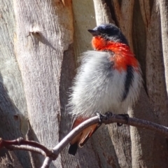 Dicaeum hirundinaceum (Mistletoebird) at Garran, ACT - 23 Jun 2018 by roymcd