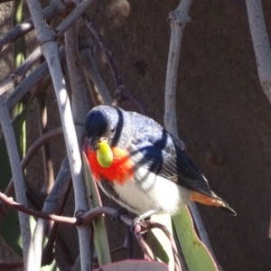 Dicaeum hirundinaceum at Garran, ACT - 23 Jun 2018