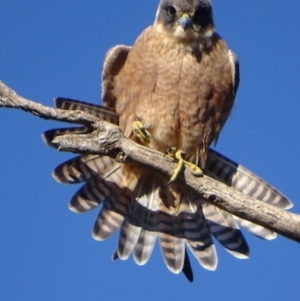 Falco longipennis at Garran, ACT - 24 Jun 2018