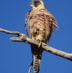 Falco longipennis at Garran, ACT - 24 Jun 2018