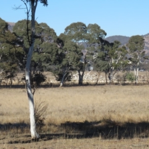 Cacatua sanguinea at Hume, ACT - 24 Jun 2018