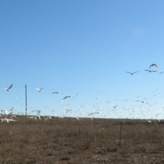 Cacatua sanguinea at Hume, ACT - 24 Jun 2018