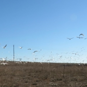 Cacatua sanguinea at Hume, ACT - 24 Jun 2018