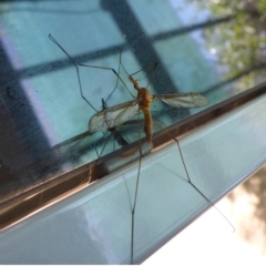 Leptotarsus (Leptotarsus) sp.(genus) (A Crane Fly) at Aranda, ACT - 23 Nov 2014 by JanetRussell