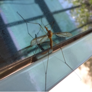 Leptotarsus (Leptotarsus) sp.(genus) at Aranda, ACT - 23 Nov 2014