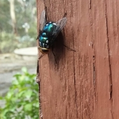 Rutilia (Ameniamima) argentifera (A Bristle fly) at Wamboin, NSW - 26 Feb 2018 by natureguy