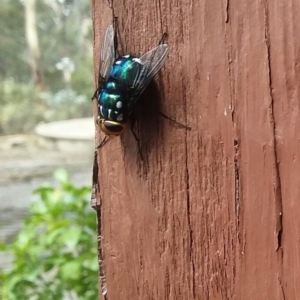 Rutilia (Ameniamima) argentifera at Wamboin, NSW - 26 Feb 2018 03:05 PM