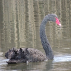 Cygnus atratus (Black Swan) at Meroo National Park - 7 Jun 2014 by michaelb