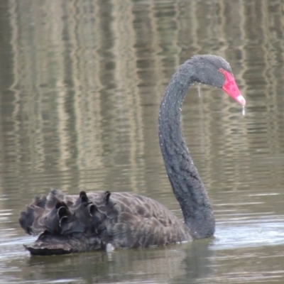 Cygnus atratus (Black Swan) at Meroo National Park - 7 Jun 2014 by michaelb