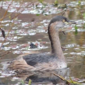 Tachybaptus novaehollandiae at Campbell, ACT - 28 May 2018