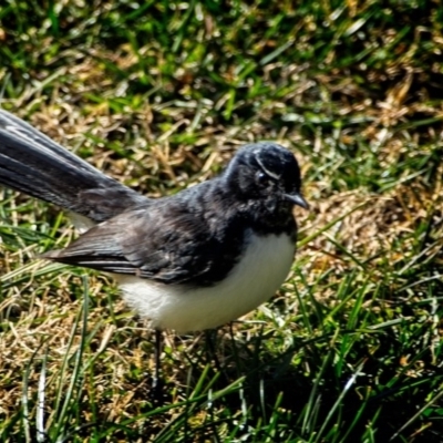 Rhipidura leucophrys (Willie Wagtail) at Banks, ACT - 24 Jun 2018 by UserfaKgHkxs