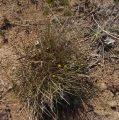 Calotis lappulacea (Yellow Burr Daisy) at Deakin, ACT - 21 Jun 2018 by JackyF