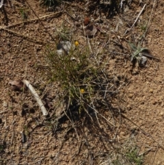 Calotis lappulacea at Deakin, ACT - 21 Jun 2018