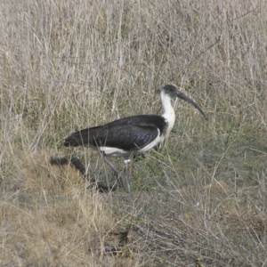 Threskiornis spinicollis at Fyshwick, ACT - 24 Jun 2018