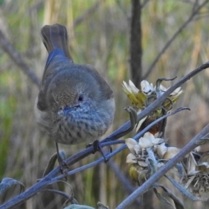 Acanthiza pusilla at Acton, ACT - 25 Jun 2018