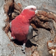 Eolophus roseicapilla (Galah) at Acton, ACT - 25 Jun 2018 by RodDeb