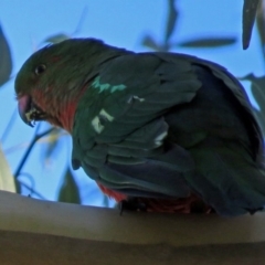 Alisterus scapularis at Acton, ACT - 25 Jun 2018