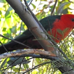 Alisterus scapularis at Acton, ACT - 25 Jun 2018