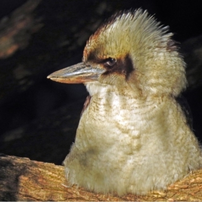 Dacelo novaeguineae (Laughing Kookaburra) at Canberra Central, ACT - 25 Jun 2018 by RodDeb