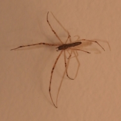 Tetragnatha sp. (genus) (Long-jawed spider) at Fadden, ACT - 10 Feb 2018 by YumiCallaway