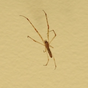 Tetragnatha sp. (genus) at Fadden, ACT - 10 Feb 2018