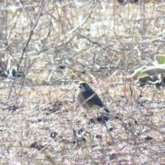 Aphelocephala leucopsis at Hume, ACT - 24 Jun 2018