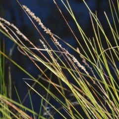 Carex appressa at Wamboin, NSW - 10 Mar 2018