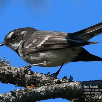 Rhipidura albiscapa (Grey Fantail) at Conjola, NSW - 2 Sep 2015 by CharlesDove