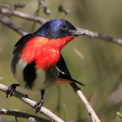 Dicaeum hirundinaceum (Mistletoebird) at Lake Conjola, NSW - 2 Sep 2015 by CharlesDove