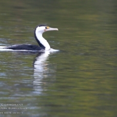 Phalacrocorax varius (Pied Cormorant) at Burrill Lake, NSW - 3 Sep 2015 by CharlesDove