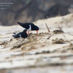 Haematopus longirostris (Australian Pied Oystercatcher) at Dolphin Point, NSW - 4 Sep 2015 by CharlesDove