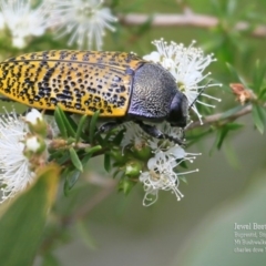 Stigmodera macularia (Macularia jewel beetle) at Morton National Park - 23 Oct 2015 by CharlesDove
