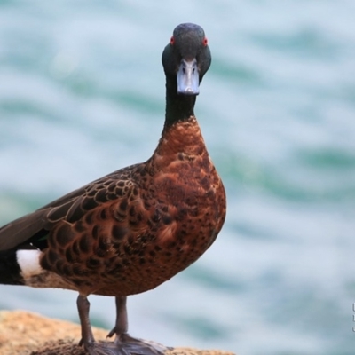 Anas castanea (Chestnut Teal) at Lake Conjola, NSW - 29 Oct 2015 by CharlesDove