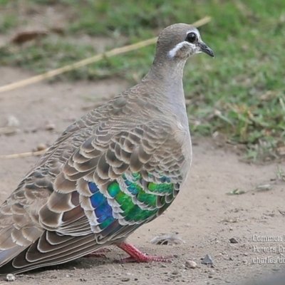 Phaps chalcoptera (Common Bronzewing) at Pointer Mountain, NSW - 26 Nov 2015 by Charles Dove