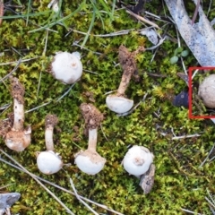 Tulostoma pulchellum at Belconnen, ACT - 23 Jun 2018 by Heino1