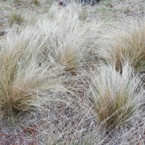 Nassella trichotoma at Isaacs, ACT - 26 Jun 2018