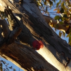 Callocephalon fimbriatum (Gang-gang Cockatoo) at Hughes, ACT - 26 Jun 2018 by JackyF