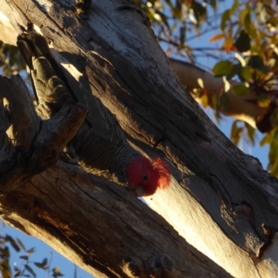 Callocephalon fimbriatum (Gang-gang Cockatoo) at GG229 - 26 Jun 2018 by JackyF