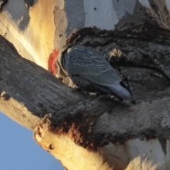 Callocephalon fimbriatum at Hughes, ACT - 26 Jun 2018